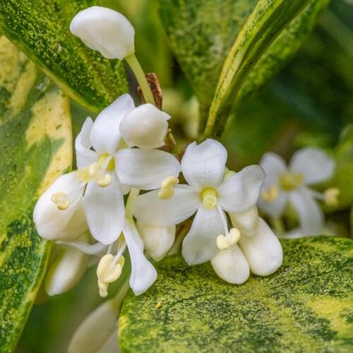 White Osmanthus Flower Seeds for Planting – Heirloom, Non-GMO, High Germination
