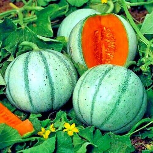 Charentais Seeds Heirloom Non-GMO High Germination Organic Garden Seeds for Planting