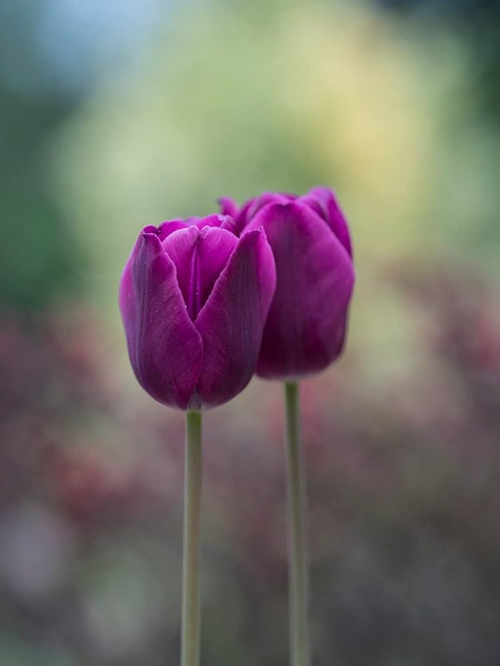 Giant Tulip Flower Seeds Violet – Heirloom Non-GMO High Germination Seeds