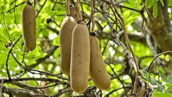 brownsausagefruitheirloomnongmo flower seeds