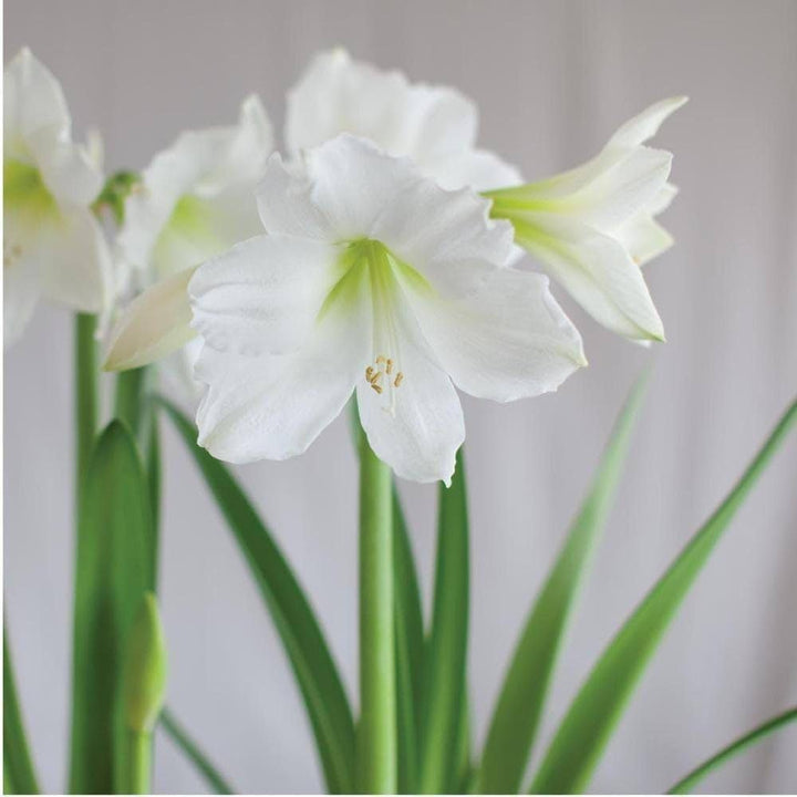 Amaryllis Flower Seeds White for Planting – Heirloom Non-GMO High Germination Organic Seeds