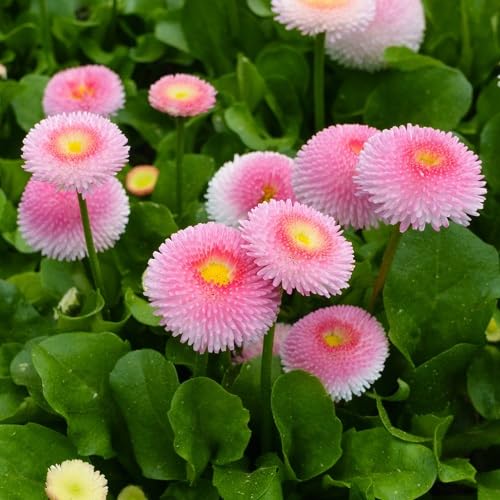 Pinkfarbene Gänseblümchen-Pomponette-Blumensamen – Alte Sorte, gentechnikfrei, keimstark, Bio-Gartensamen zum Pflanzen