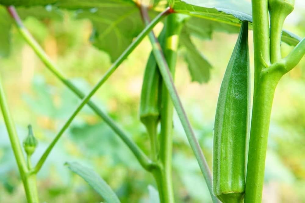 okra for flower seeds