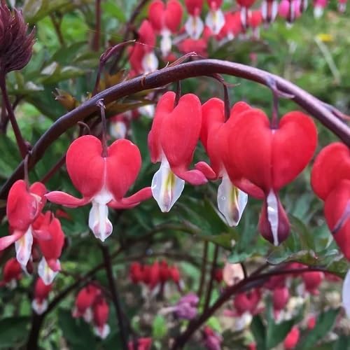 Red Bleeding Heart Flowers Seeds Heirloom Non-GMO High Germination Organic Garden Seeds for Planting