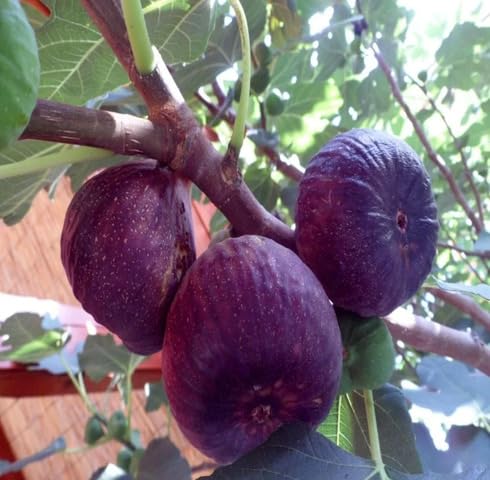 Purple Ficus Carica Seeds – Heirloom, Non-GMO, High Germination Organic Garden Seeds