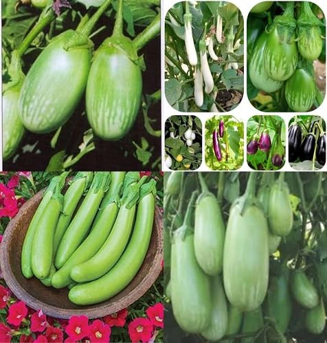 Mixed Brinjal Seeds – Heirloom, Non-GMO, High Germination Organic Garden Seeds Planting
