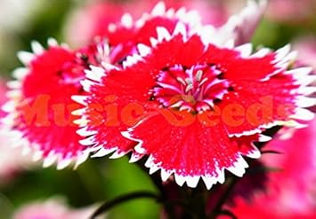 redginsenosidesemensheirloomnongmo flower seeds