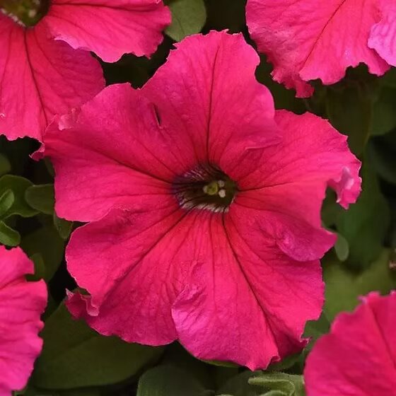 Dark Pink Petunia Flower Seeds for Planting – Heirloom Non-GMO High Germination Organic Garden Seeds
