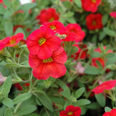 Red Calibrachoa Petunia Flower Seeds – Heirloom, Non-GMO, High Germination Seeds for Planting