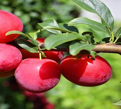 Red Plum Seeds – Heirloom, Non-GMO, High Germination Organic Garden Seeds
