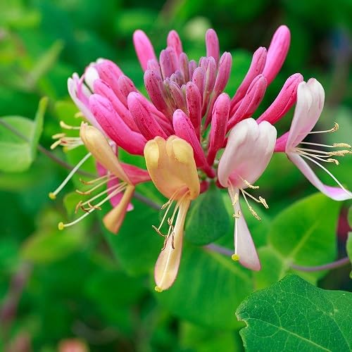 Pink Lonicera Flower Seeds – Heirloom, Non-GMO, High Germination Organic Garden Seeds for Planting
