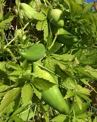 Caigua Seeds – Heirloom, Non-GMO, High Germination Organic Garden Seeds Planting