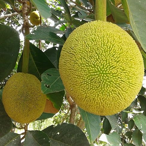 Marang Seeds – Heirloom, Non-GMO, High Germination Organic Garden Seeds