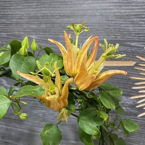 Semillas de Flor de Passiflora Edulis Amarilla, Cimarrón, No Transgénicas, Alta Germinación, Ecológicas