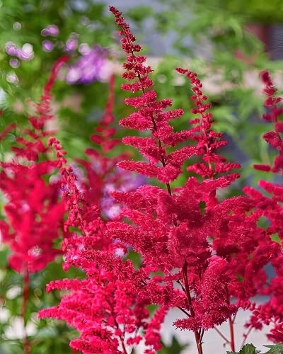 Pink Astilbe Flower Seeds – Heirloom, Non-GMO, High Germination Organic Garden Seeds for Planting