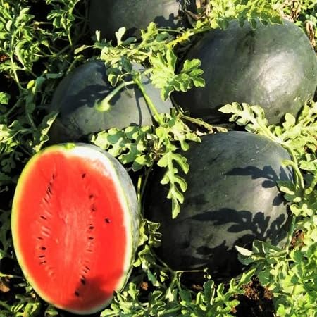 Watermelon Seeds Black – Heirloom, Non-GMO, High Germination Organic Garden Seeds for Planting