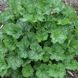 heuchera americana flower seeds