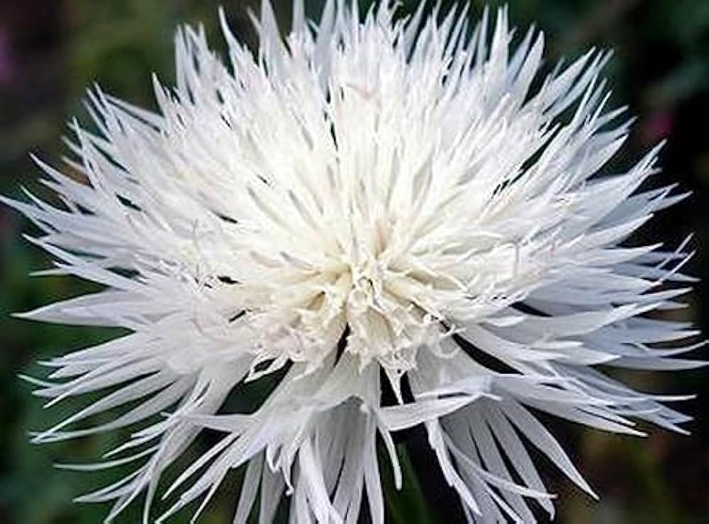bachelor button flower seeds