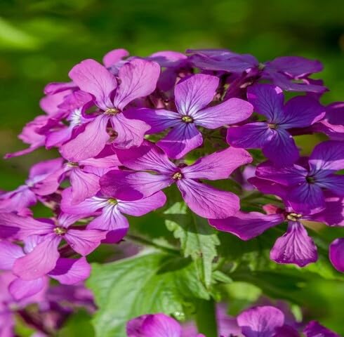 Pink Lunaria Flower Seeds Heirloom Non-GMO High Germination Organic Garden Seeds for Planting
