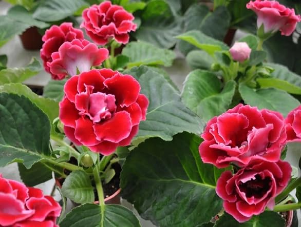 red gloxinia flower heirloom non-gmo seeds