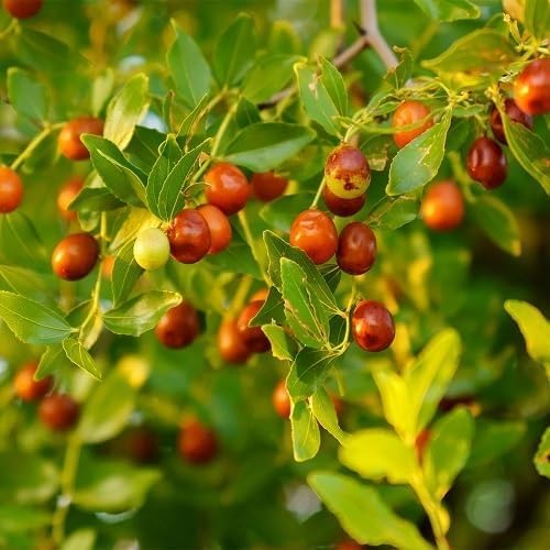 Red Ziziphus Fruit Seeds – High Germination Organic Jujube Seeds for Home Garden