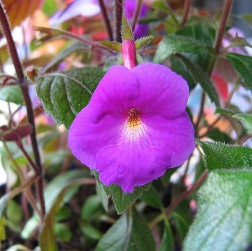 Lila Achimenes-Blumensamen – Alte Sorte, gentechnikfrei, keimfreudig, Bio-Gartensamen zum Pflanzen