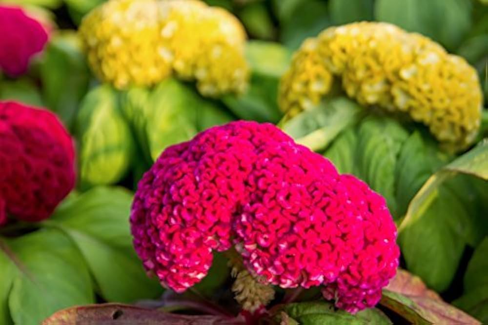 celosia cockscomb flower seeds