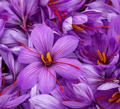 Violet Saffron Flower Seeds for Planting – Heirloom, Non-GMO, High Germination Organic Garden Seeds