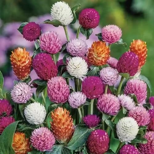 Mixed Gomphrena Flower Seeds – Heirloom, Non-GMO, High Germination Seeds