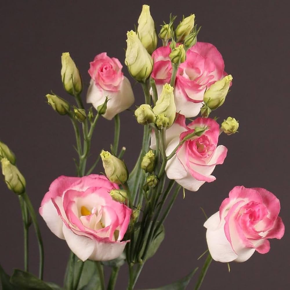lisianthus eustoma griflorum purple