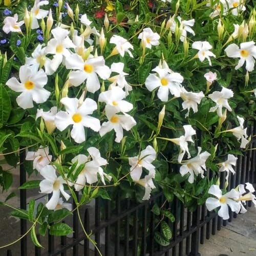 Semillas de flor Dipladenia blanca, reliquia, sin OMG, alta germinación, semillas orgánicas para jardín
