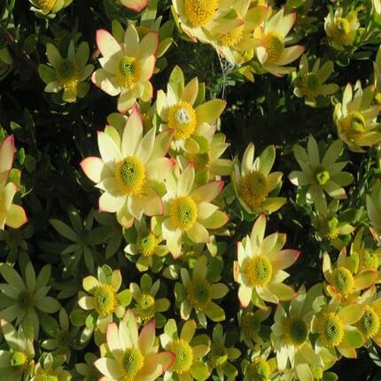 Yellow Leucadendron Flower Seeds – Heirloom Non-GMO High Germination Organic Seeds