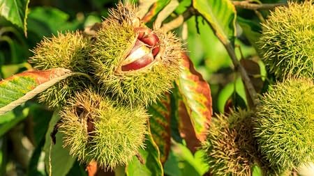 Chestnut Seeds Heirloom Non-GMO High Germination Organic Garden Seeds for Planting