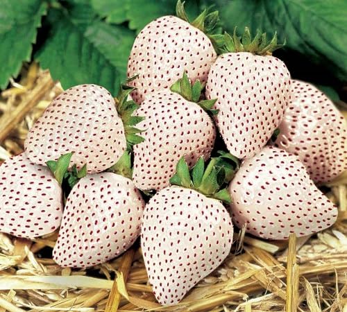 White Strawberry Seeds Heirloom Non-GMO High Germination Organic Garden Seeds for Planting