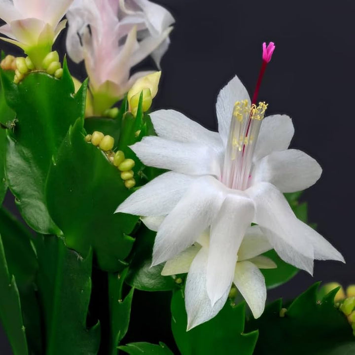 White Schlumbergera Flower Seeds for Planting – Heirloom Non-GMO High Germination Organic Garden Seeds