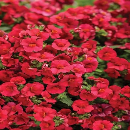 Red Nemesia Flower Seeds – Heirloom, Non-GMO, High Germination Organic Garden Seeds for Planting