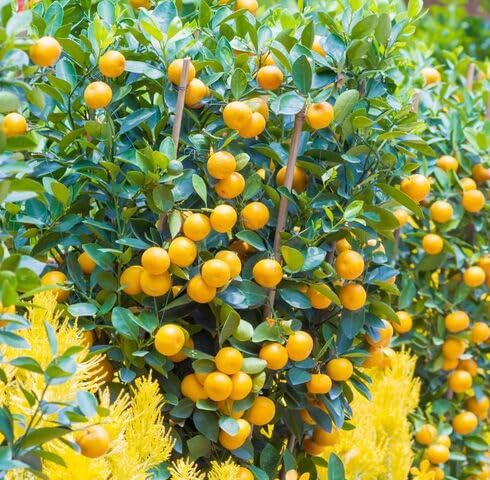 Orangen Calamansi Samen zum Pflanzen – Alte Sorte Gentechnikfrei Hohe Keimfähigkeit Bio Garten Samen
