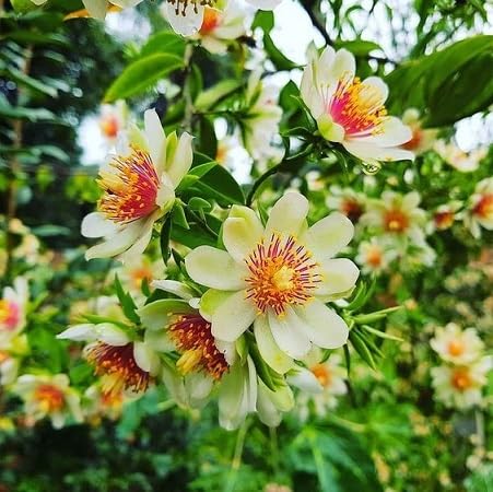 Pereskia Aculeata Flower Seeds Heirloom Non-GMO High Germination Organic Garden Seeds for Planting