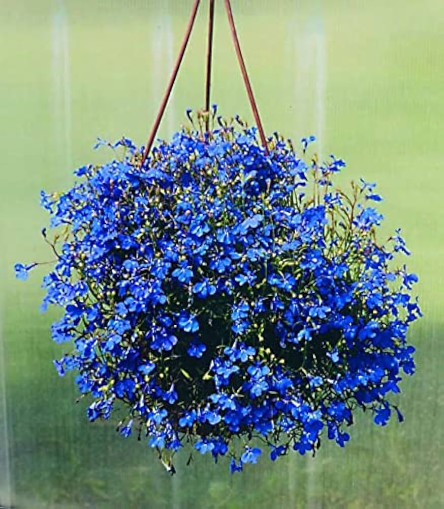 blue giant flower seeds