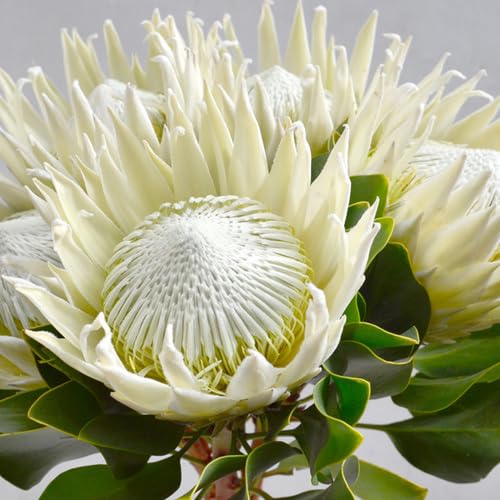White Protea Flower Seeds for Planting – Heirloom, Non-GMO, High Germination