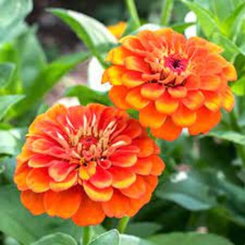 Orange Zinnia Flower Seeds – Heirloom, Non-GMO, High Germination Organic Garden Seeds for Planting