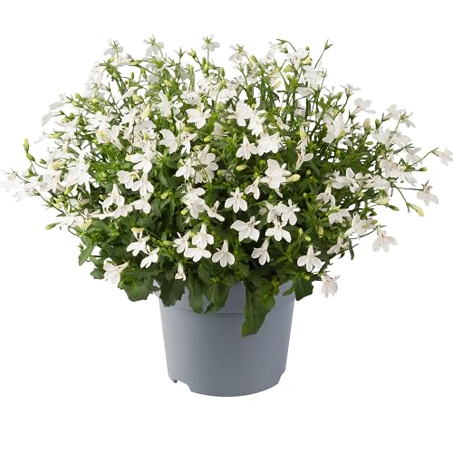 freswhitelobeliaerinusflowerheirloomnongmo flower seeds