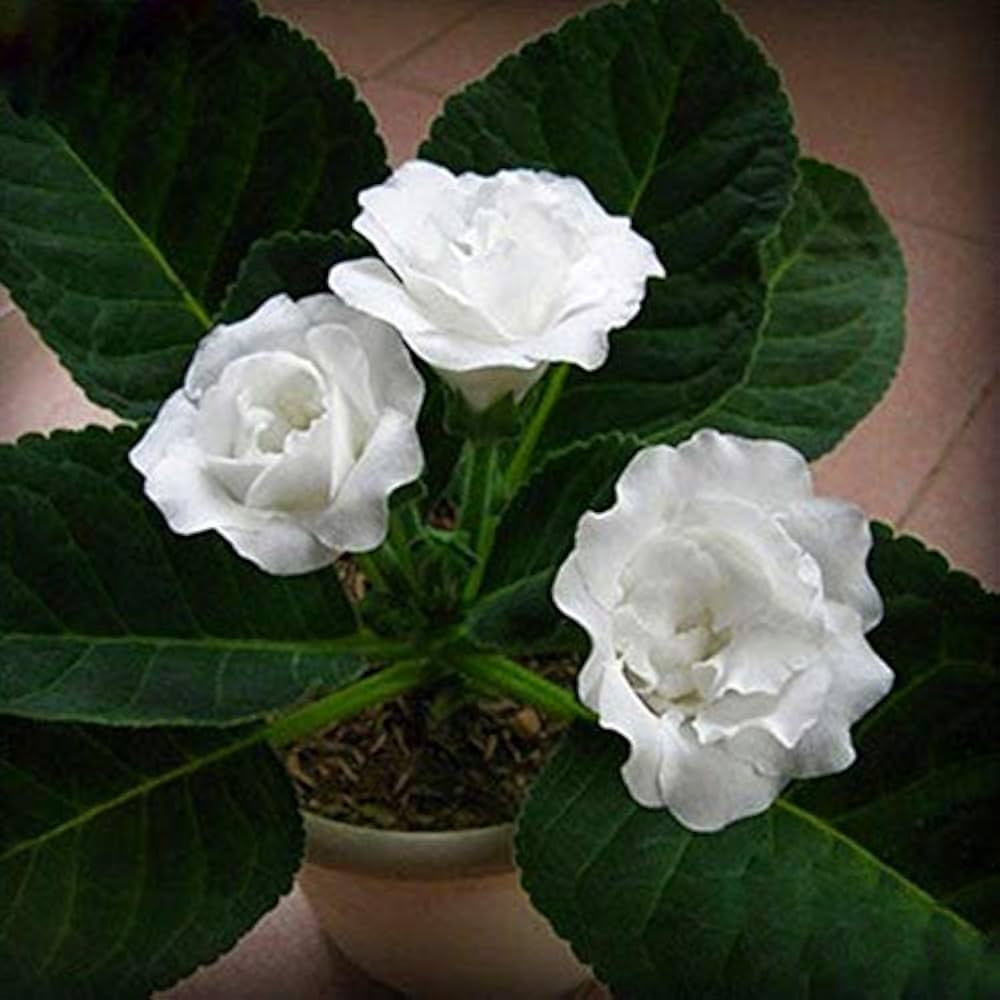 gloxinia colors flower seeds