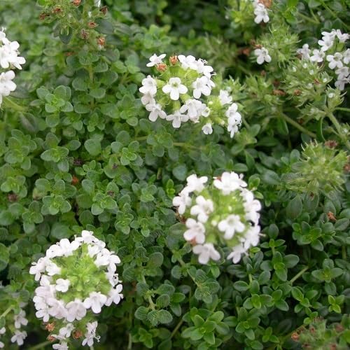 White Climbing Thyme Flower Seeds Heirloom Non-GMO High Germination Organic Garden Seeds