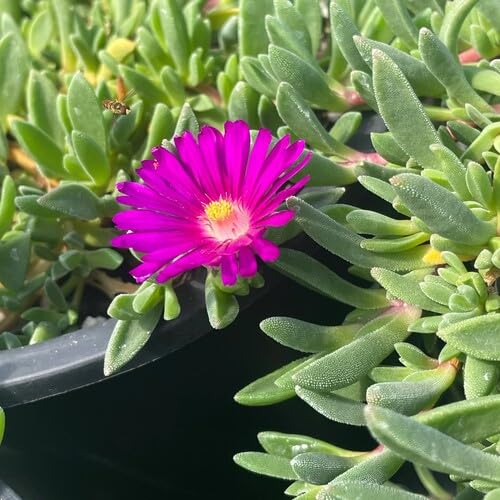 Pink Aizoaceae Flower Seeds for Planting – Heirloom, Non-GMO, High Germination Organic Garden Seeds