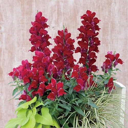 Red Antirrhinum Majus Flower Seeds for Planting Heirloom Non-GMO High Germination Organic Garden Seeds