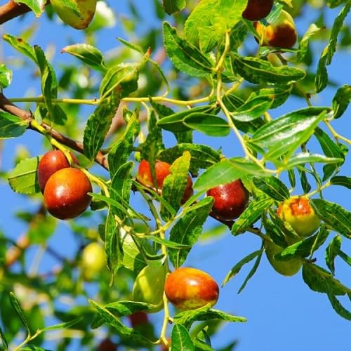 Jujube Seeds Red – Heirloom, Non-GMO, High Germination Organic Garden Seeds