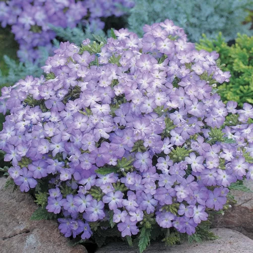 lavender lavender flower seeds
