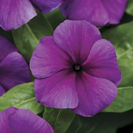 blue blueberry flower seeds