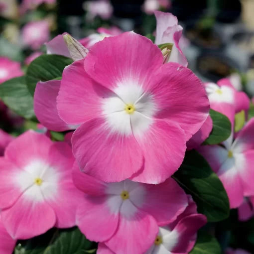 pink pink flower seeds